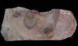 Red Thysanopeltis & Gerastos Trilobites - Hmar Laghdad #39884-2